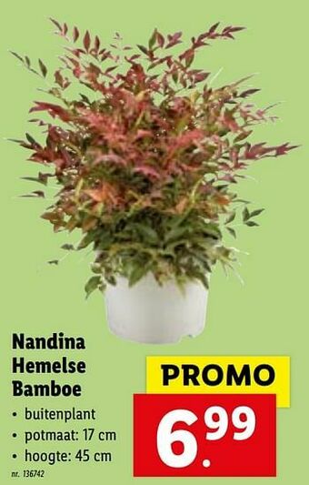 Lidl Nandina hemelse bamboe aanbieding