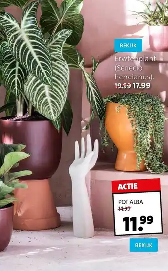 Intratuin Pot Alba, Erwtenplant (senecio Herreianus) aanbieding