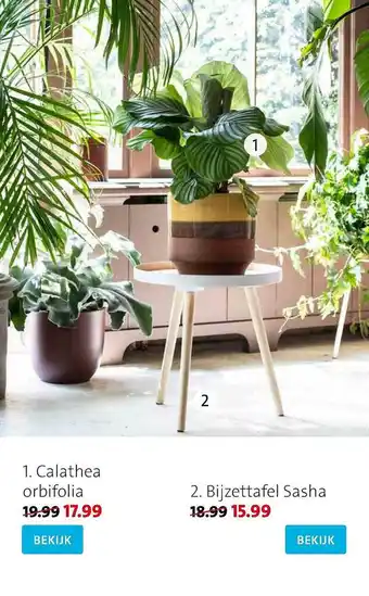 Intratuin Calathea Orbifolia, Bijzettafel Sasha aanbieding
