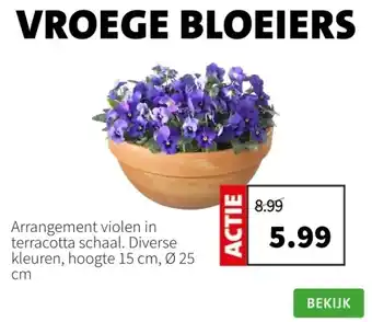 Intratuin Arrangement violen in terracotta schaal aanbieding