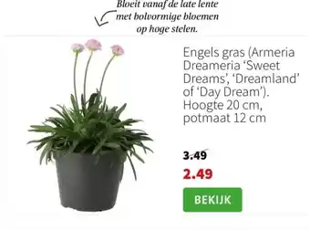 Engels gras
