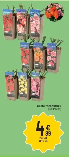 Cora Grote rozenstruik aanbieding