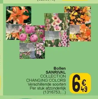 Cora Bollen SANRIVAL aanbieding
