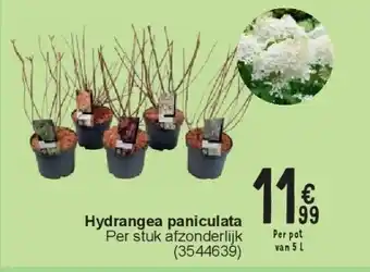 Hydrangea paniculata