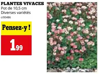 Dema PLANTES VIVACES Pot de 10,5 cm aanbieding