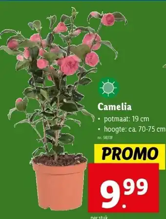 Lidl Camelia aanbieding