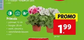 Lidl Primula aanbieding