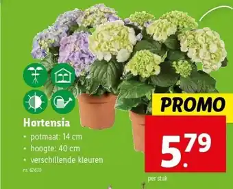 Lidl Hortensia aanbieding