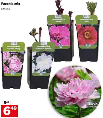 Mr Bricolage Paeonia mix aanbieding