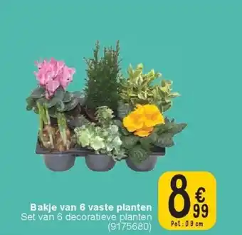 Cora Bakje van 6 vaste planten aanbieding