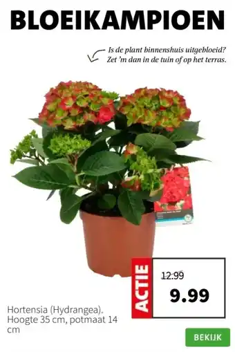 Intratuin Hortensia (Hydrangea) aanbieding