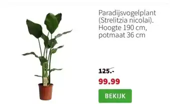 Intratuin Hortensia (Hydrangea) aanbieding