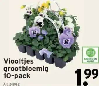 GAMMA Viooltjes grootbloemig 10-pack aanbieding