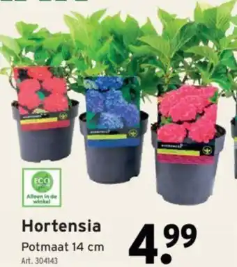 GAMMA Hortensia potmaat 14 cm aanbieding