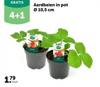 Aardbeien in pot Ø 10,5 cm