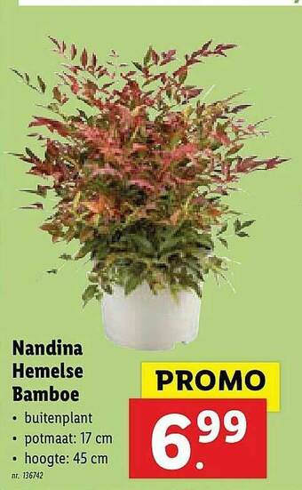 Lidl Nandina Hemelse Bamboe aanbieding