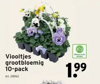 GAMMA Viooltjes grootbloemig 10-pack aanbieding