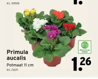 GAMMA Primula aucalis aanbieding