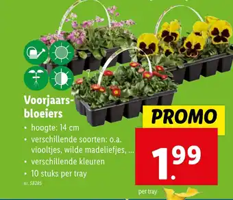 Lidl Voorjaarsbloeiers aanbieding