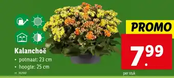 Lidl Kalanchoë aanbieding