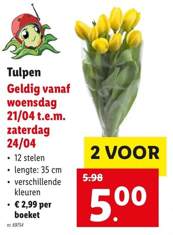 Tulpen