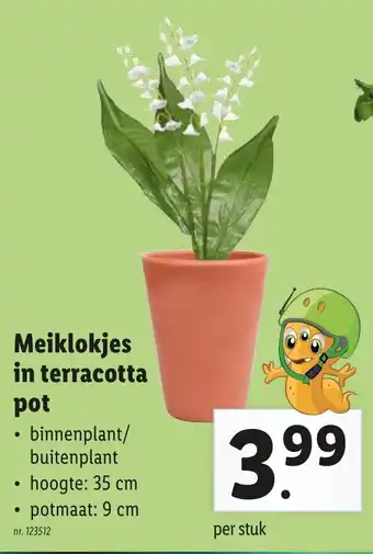 Lidl Meiklokjes in terracotta pot aanbieding