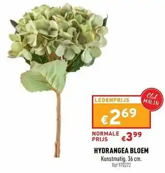 Hydrangea bloem