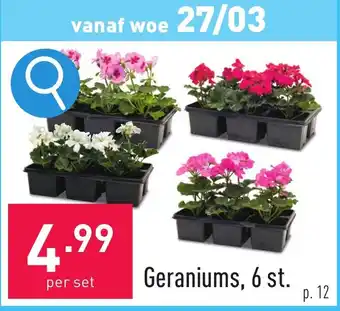 ALDI Geraniums, 6 st. aanbieding