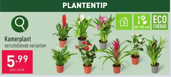 ALDI Kamerplant aanbieding