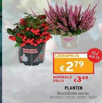 Trafic Planten aanbieding