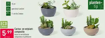 Cactus- en vetplant- compositie