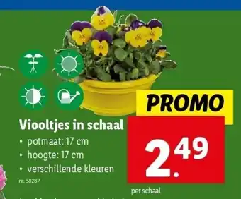 Lidl Viooltjes in schaal aanbieding