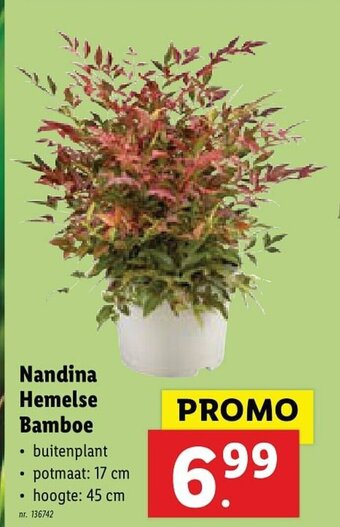Lidl Nandina Hemelse Bamboe aanbieding