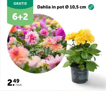 AVEVE Dahlia in pot Ø 10,5 cm aanbieding