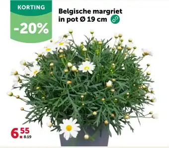 AVEVE Belgische margriet in pot Ø 19 cm aanbieding