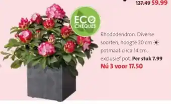 Intratuin Rhododendron. Diverse soorten, hoogte 20 cm potmaat circa 14 cm aanbieding