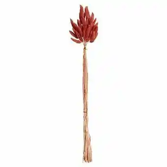 Kwantum Lagarus Gedrood Terra aanbieding