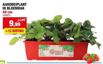 Hubo AARDBEIPLANT IN BLOEMBAK 40 cm aanbieding