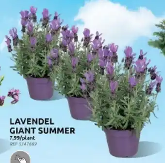 Brico LAVENDEL GIANT SUMMER aanbieding