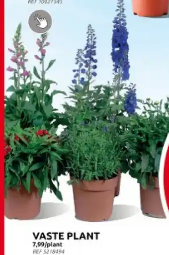 Brico VASTE PLANT aanbieding