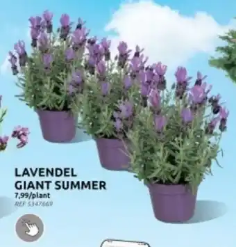 Brico LAVENDEL GIANT SUMMER aanbieding