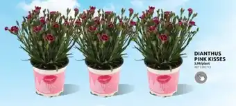 Brico DIANTHUS PINK KISSES aanbieding