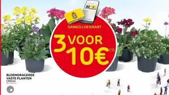Brico BLOEMDRAGENDE VASTE PLANTEN aanbieding