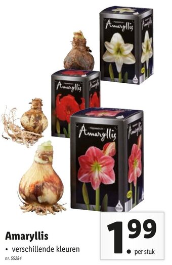 Lidl Amaryllis aanbieding