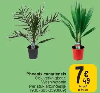 Phoenix canariensis