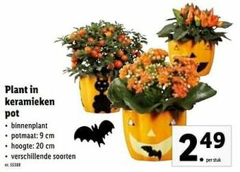 Lidl Plant in keramieken pot aanbieding