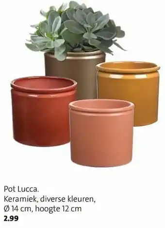 Pot lucca