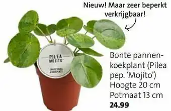 Bonte pannenkoekplant pilea pep. mojito