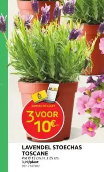 Brico LAVENDEL STOECHAS TOSCANE aanbieding