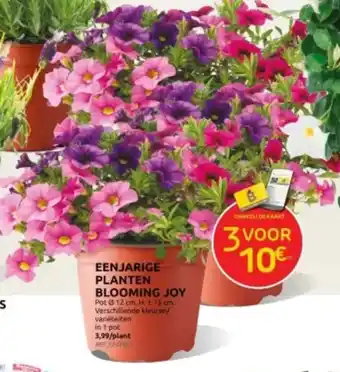 Brico EENJARIGE PLANTEN BLOOMING JOY aanbieding